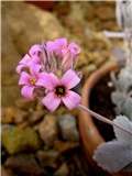 Kalanchoe pumila